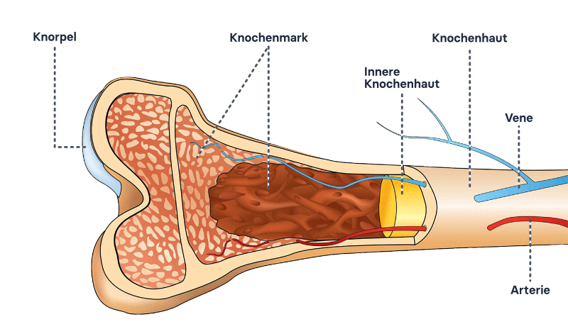 Anatomie der Epiphyse des Femurs